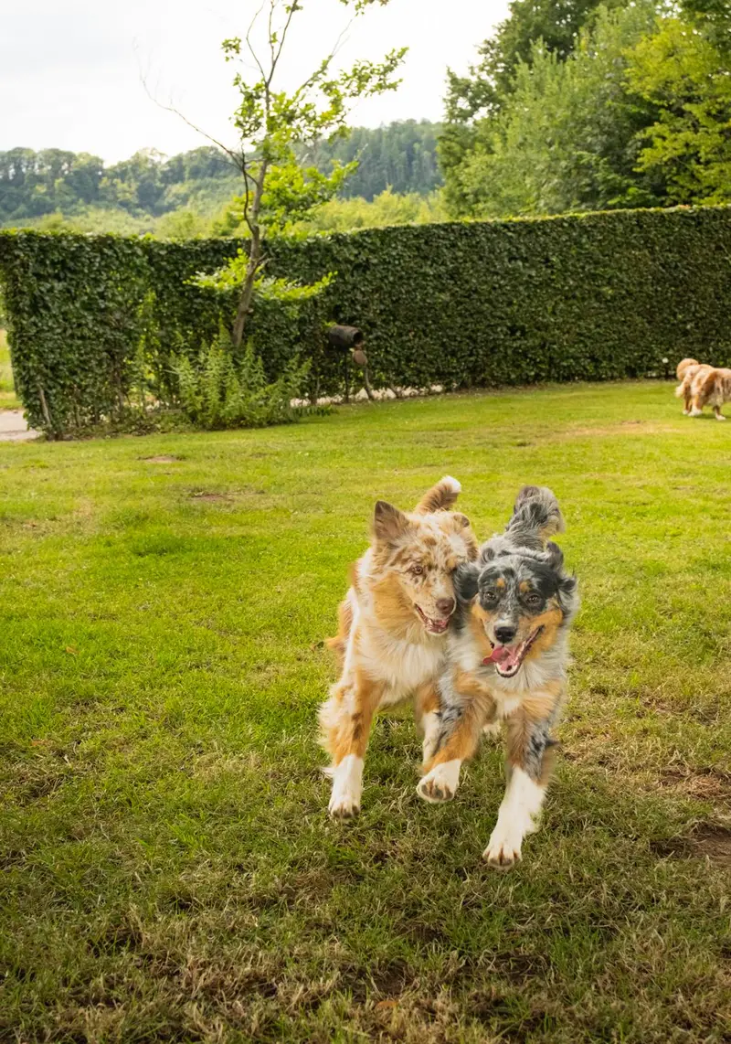 Deux Bergers Australiens adultes, l'un rouge merle et l'autre bleu merle, courant côte à côte sur la pelouse de l'élevage à Theux