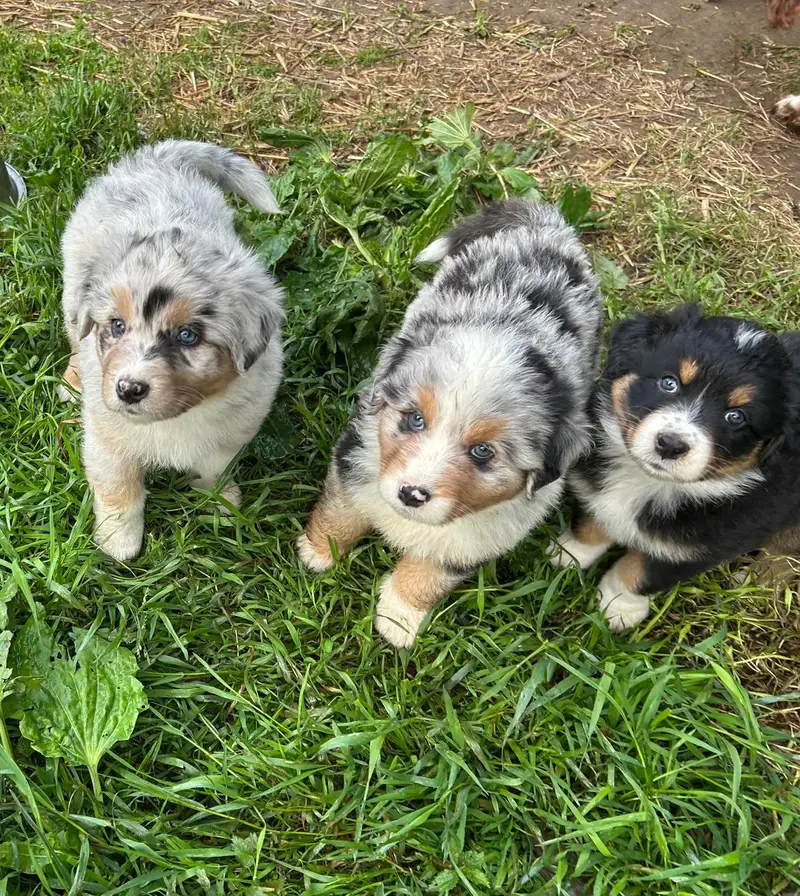 Trois chiots Bergers Australiens assis dans l'herbe, deux bleus merle aux yeux bleus et un noir tricolore, levant la tête vers l'objectif
