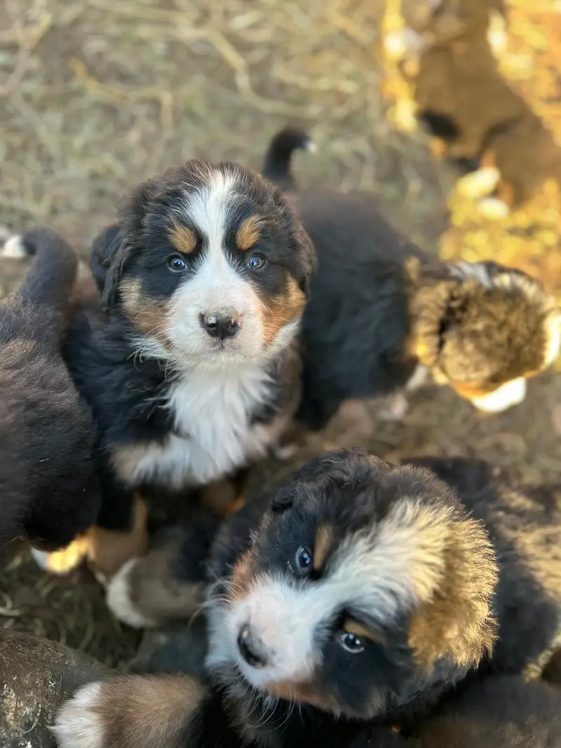 Chiots Bouviers Bernois tricolores au pré, l'un d'eux regardant l'objectif de face